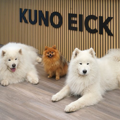 Vor einer Holzverkleidung sitzen zwei große, flauschige Samojeden und ein kleiner, lebhafter Pomeranian, der fröhlich aussieht.